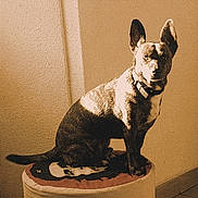 Rio participe au concours pour gagner de l'argent avec cette photo : dog, pet, indoor, cushion, shadow, wall, ears, collar, seated, looking_at_camera, animal, mammal, brown, texture, floor, portrait, companion, home, quiet, still_life