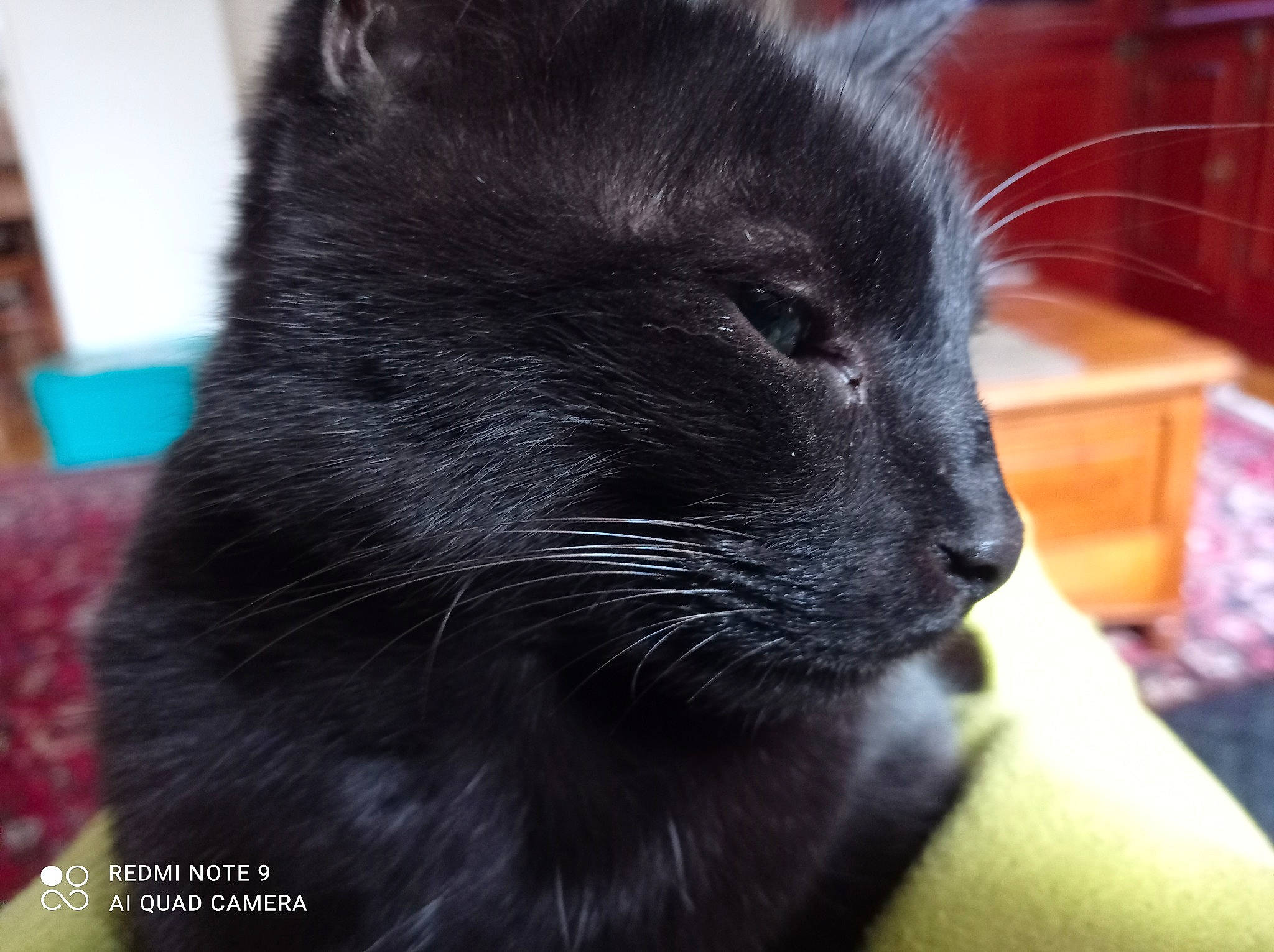 Latte a rejoint le concours — aidez-le/la à gagner de superbes lots ! black_cat, bombay, carnivore, cat, claw, domestic_short_haired_cat, eye, felidae, fur, hair, head, shelf, small_to_medium_sized_cats, snout, tail, terrestrial_animal, whiskers