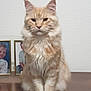 animal, cat, cute, domestic, ears, feline, fluffy, framed_photos, fur, home, indoor, looking_at_camera, orange_tabby, pet, portrait, sitting, still_life, wall, whiskers, wooden_surface
