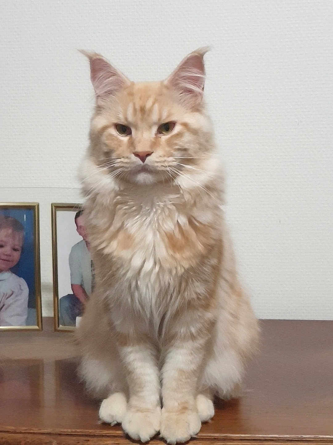 Aslan