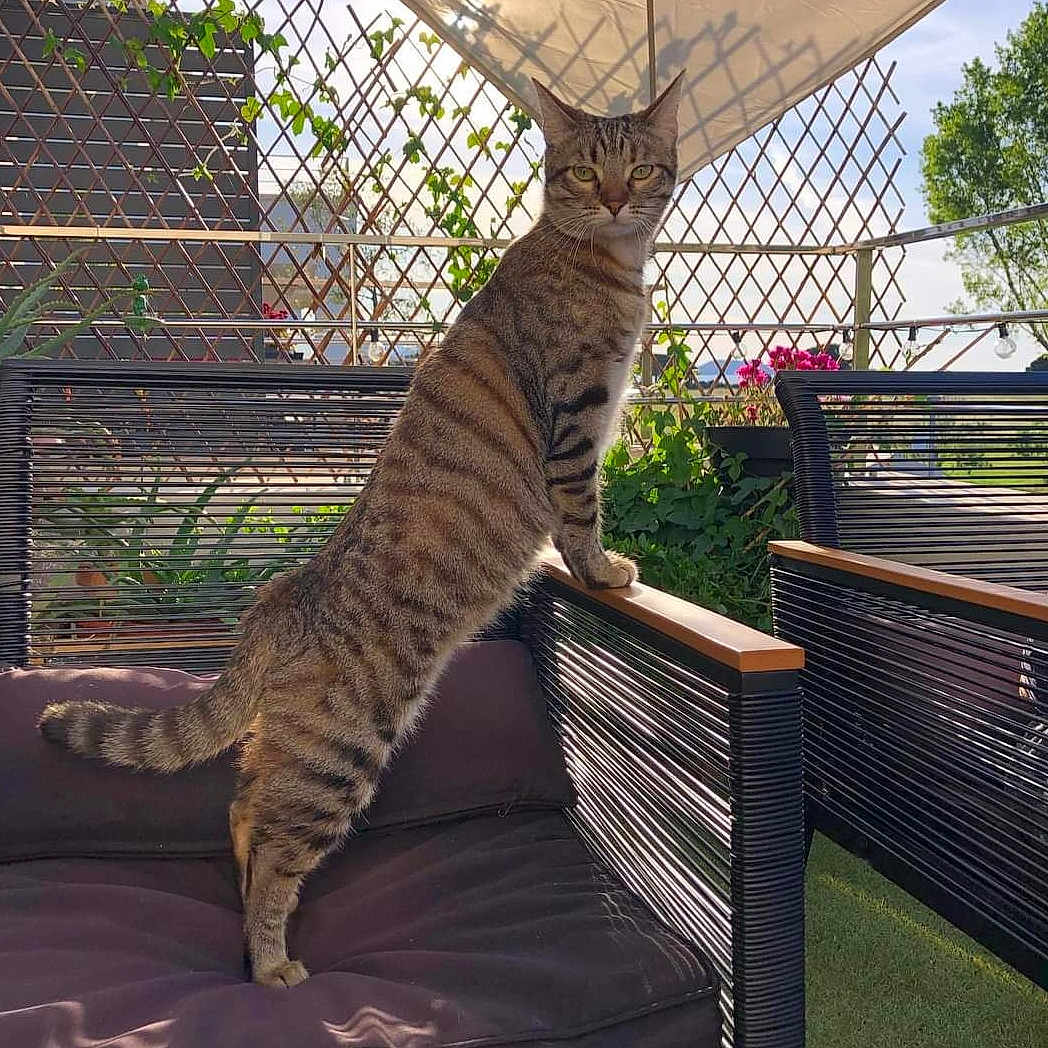 Venus participe au concours pour gagner de l'argent avec cette photo : animal, architecture, backyard, building, cat, furniture, grass, house, housing, jar, nature, outdoors, pet, plant, planter, porch, pottedplant, pottery, vase, yard