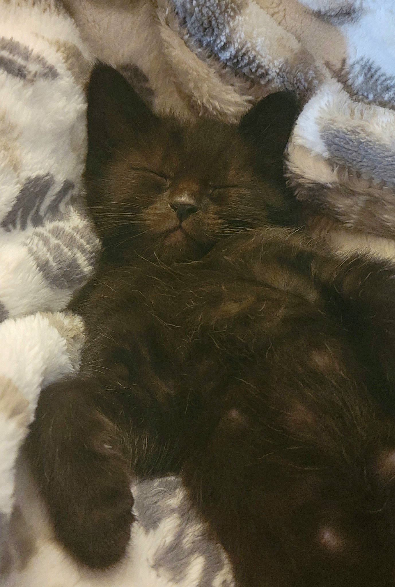 Bear joined the competition — help win amazing prizes! black_cat, carnivore, cat, claw, comfort, domestic_short_haired_cat, felidae, fur, nap, paw, small_to_medium_sized_cats, snout, tail, terrestrial_animal, whiskers, working_animal