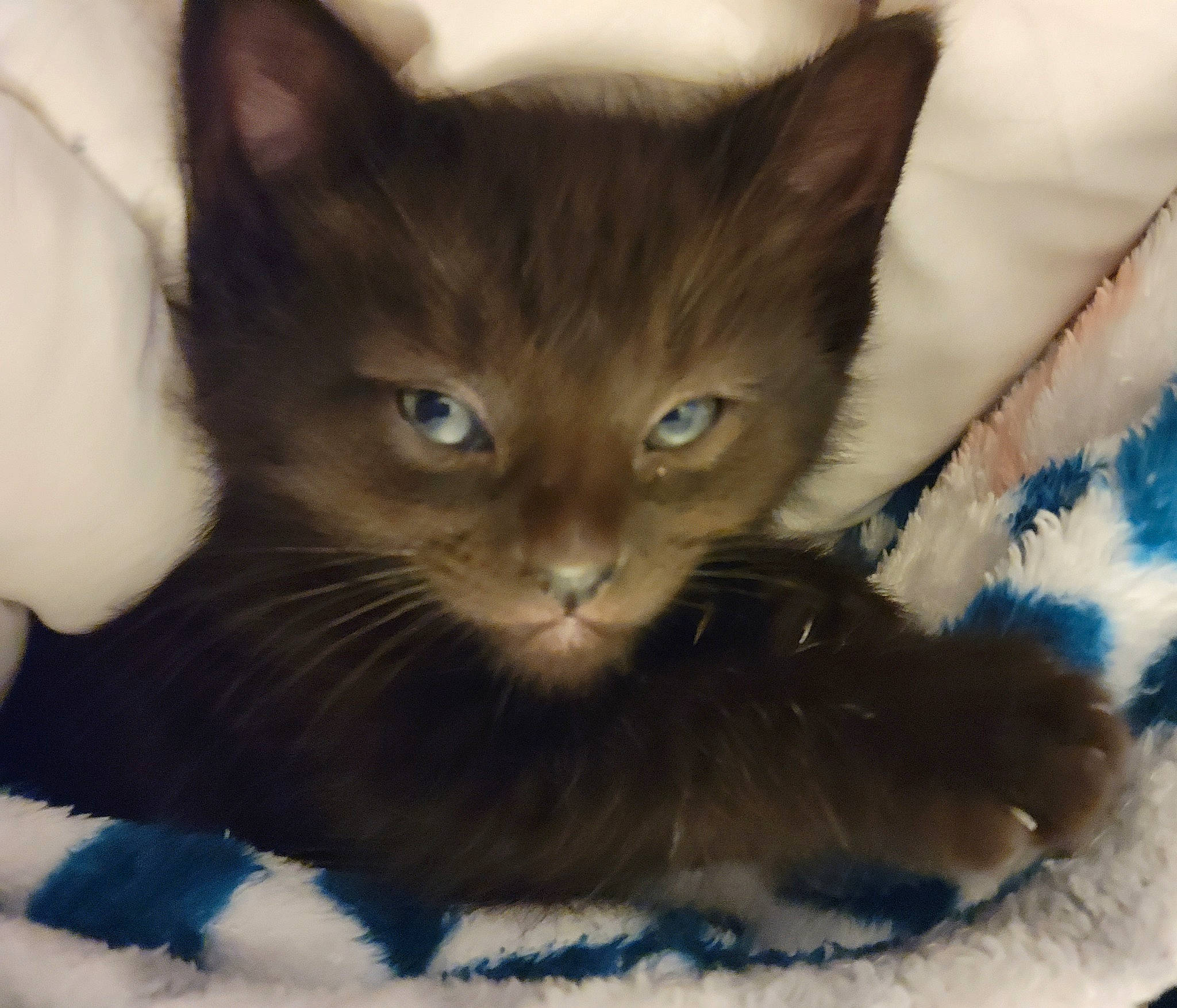 Bear is registered to the contest to win money with this photo: bed, carnivore, cat, cat_supply, claw, comfort, couch, domestic_short_haired_cat, electric_blue, fawn, felidae, fur, paw, pet_supply, sitting, small_to_medium_sized_cats, snout, tail, whiskers