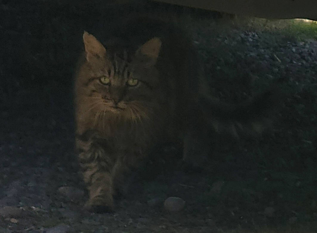 Bear is registered to the contest to win money with this photo: carnivore, cat, darkness, domestic_short_haired_cat, felidae, fur, grass, midnight, night, paw, road_surface, sitting, small_to_medium_sized_cats, soil, tail, terrestrial_animal, whiskers, wildlife, wood