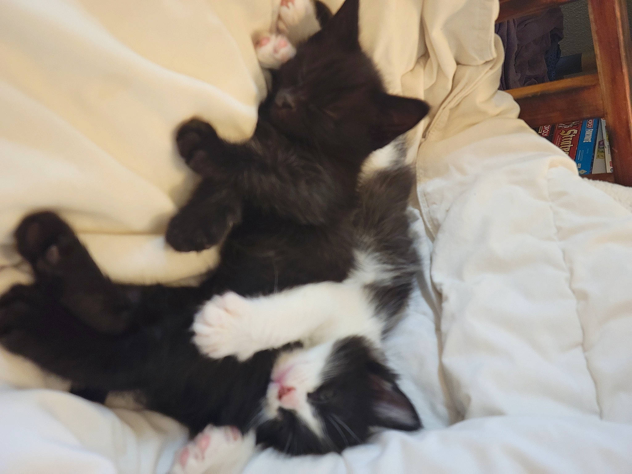 Flash is registered to the contest to win money with this photo: bed, black_cat, bookcase, carnivore, cat, claw, comfort, companion_dog, dog_breed, domestic_short_haired_cat, felidae, fur, linens, nap, paw, shelf, small_to_medium_sized_cats, tail, textile, whiskers