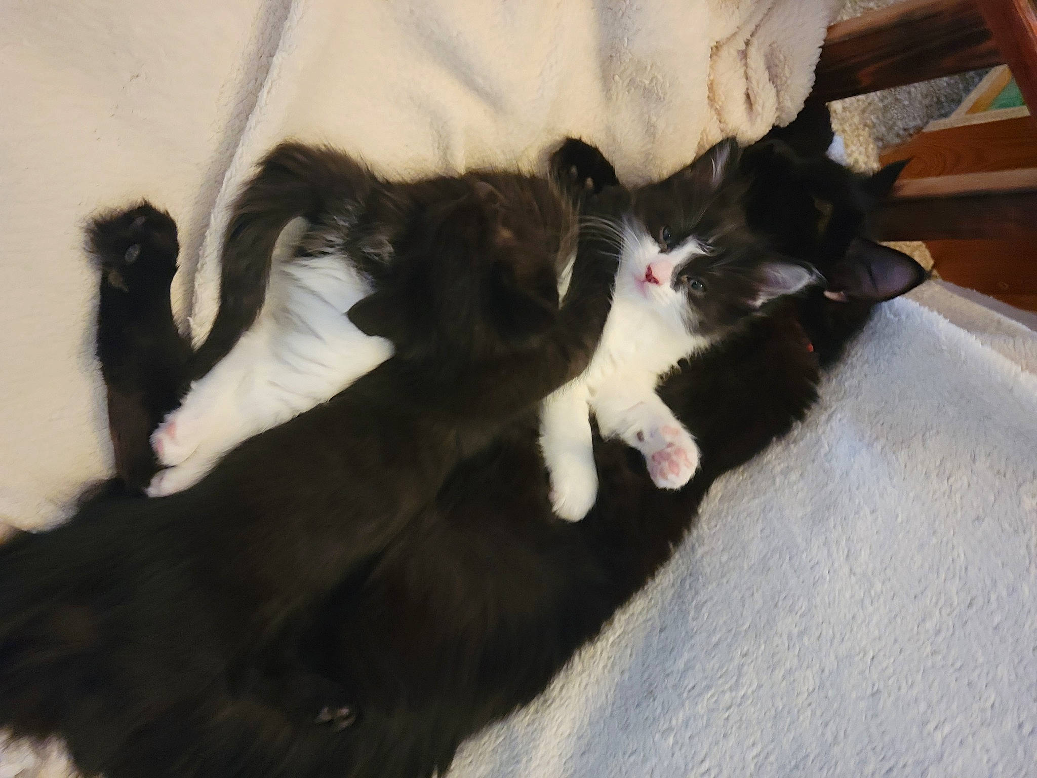 Flash joined the competition — help win amazing prizes! canidae, carnivore, cat, claw, comfort, domestic_short_haired_cat, felidae, flooring, fur, hardwood, paw, small_to_medium_sized_cats, tail, whiskers, wood