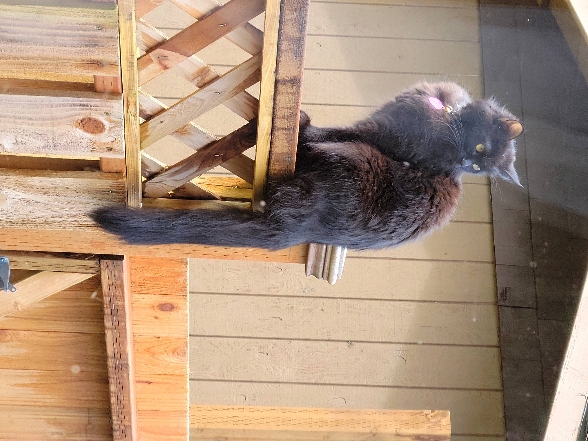 Desi is registered to the contest to win money with this photo: carnivore, cat, domestic_short_haired_cat, felidae, fur, hardwood, lumber, pet_supply, plank, plywood, russian_blue, shelf, shelving, small_to_medium_sized_cats, tail, terrestrial_animal, whiskers, window, wood, wood_stain