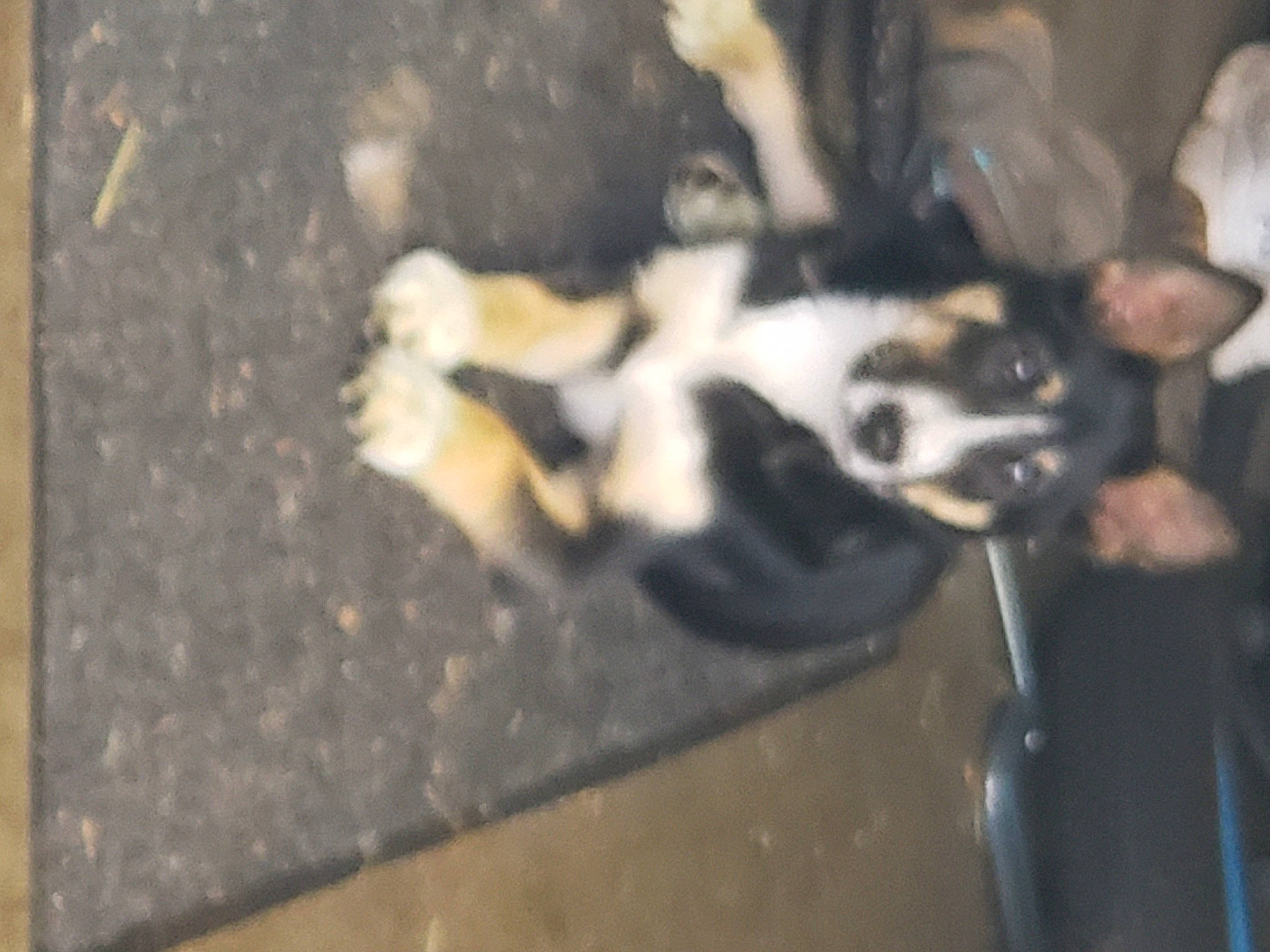 Albi is registered to the contest to win money with this photo: asphalt, auto_part, canidae, carnivore, companion_dog, concrete, dog, dog_breed, fawn, felidae, flooring, fur, guard_dog, non_sporting_group, paw, snout, sporting_group, tail, wood