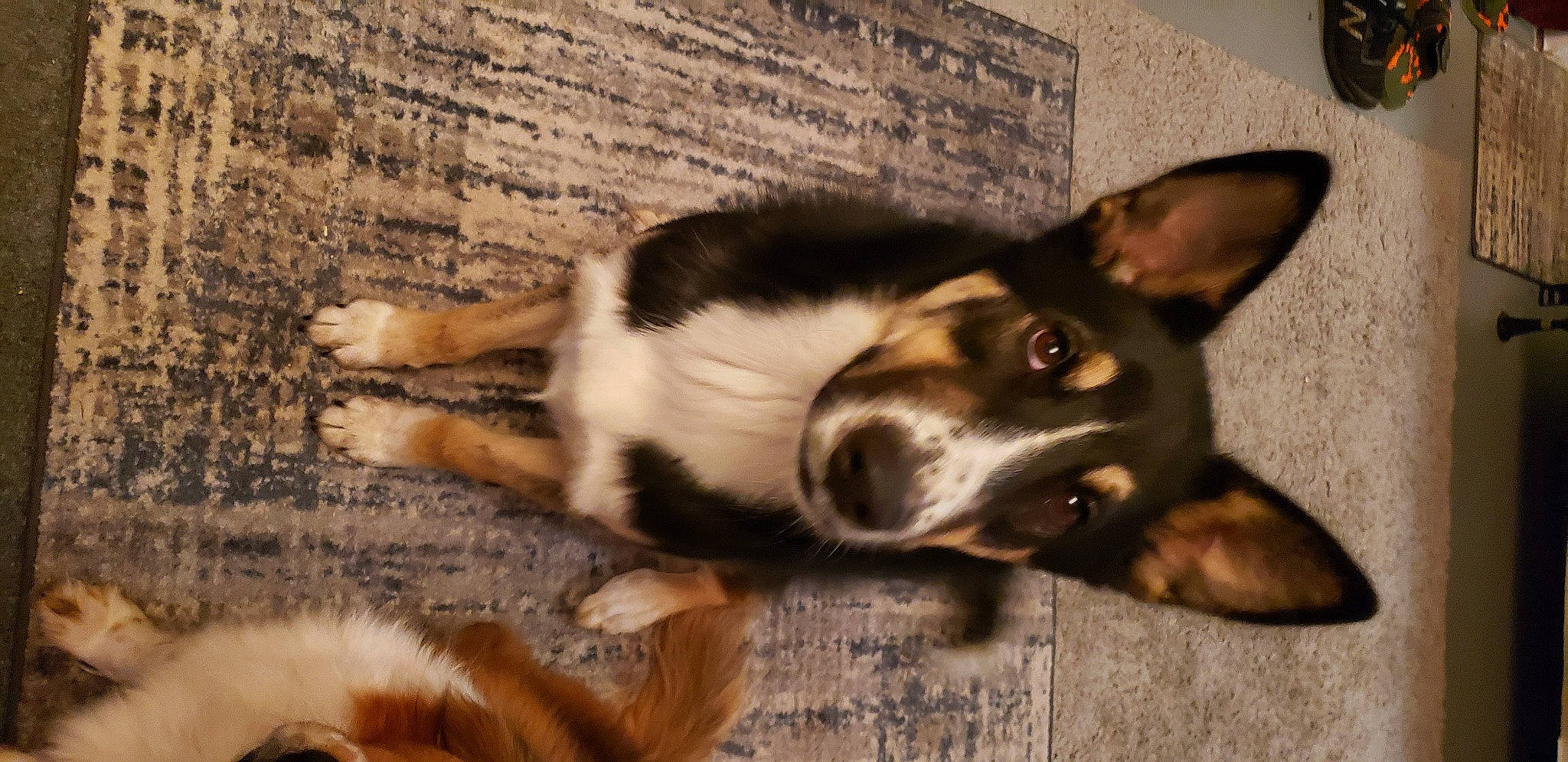 Albi is registered to the contest to win money with this photo: canidae, carnivore, comfort, companion_dog, dog, dog_breed, flooring, fur, hardwood, herding_dog, paw, puppy, small_to_medium_sized_cats, sporting_group, tail, terrestrial_animal, whiskers, wood, working_animal, working_dog