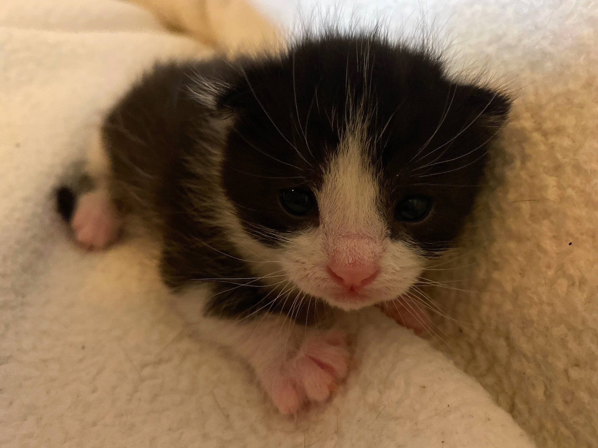 Lucy is registered to the contest to win money with this photo: carnivore, cat, claw, comfort, domestic_short_haired_cat, felidae, foot, fur, mammal, mouse, paw, rodent, small_to_medium_sized_cats, terrestrial_animal, vertebrate, whiskers