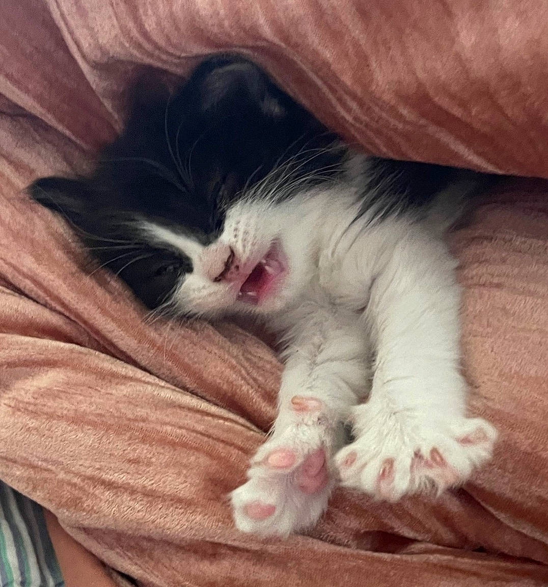 Lucy is registered to the contest to win money with this photo: carnivore, cat, claw, cloud, comfort, domestic_short_haired_cat, felidae, foot, fur, leg, meteorological_phenomenon, nap, paw, photo_caption, sky, sleep, small_to_medium_sized_cats, snout, tail, whiskers