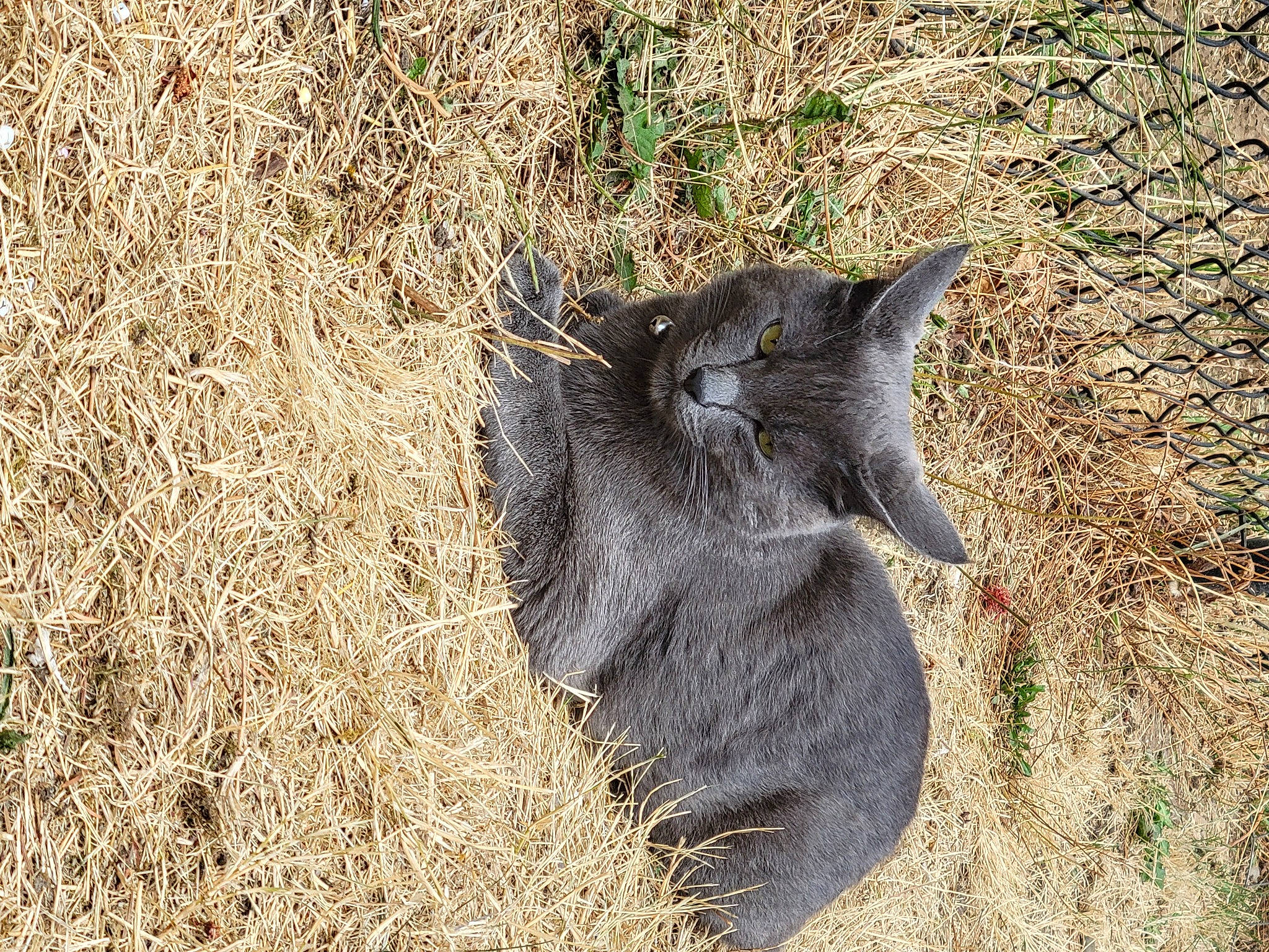 Ash joined the competition — help win amazing prizes! canidae, carnivore, cat, dog_breed, domestic_short_haired_cat, eye, felidae, fur, grass, paw, plant, sand, small_to_medium_sized_cats, soil, sporting_group, tail, terrestrial_animal, tree, whiskers, working_animal