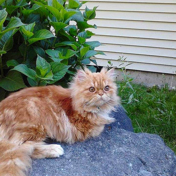 Sherman is registered to the contest to win money with this photo: asphalt, carnivore, cat, claw, domestic_short_haired_cat, eye, fawn, felidae, fur, grass, groundcover, plant, road_surface, sitting, small_to_medium_sized_cats, snout, tail, terrestrial_animal, whiskers, window