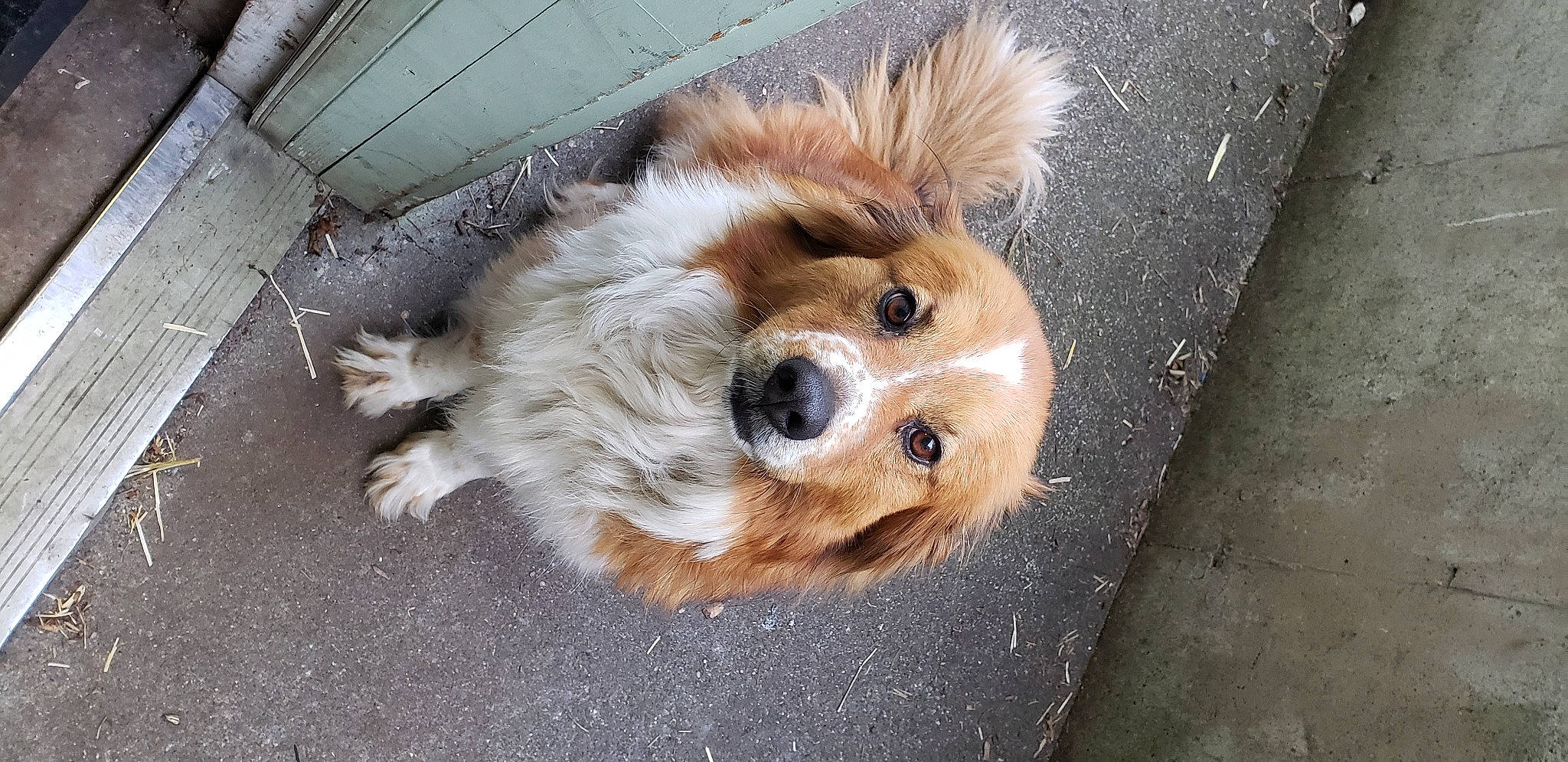 Jolene is registered to the contest to win money with this photo: ball, canidae, carnivore, companion_dog, dog, dog_breed, dog_supply, fawn, fur, paw, retriever, small_terrier, snout, sporting_group, street_dog, terrestrial_animal, terrier, toy, toy_dog, whiskers