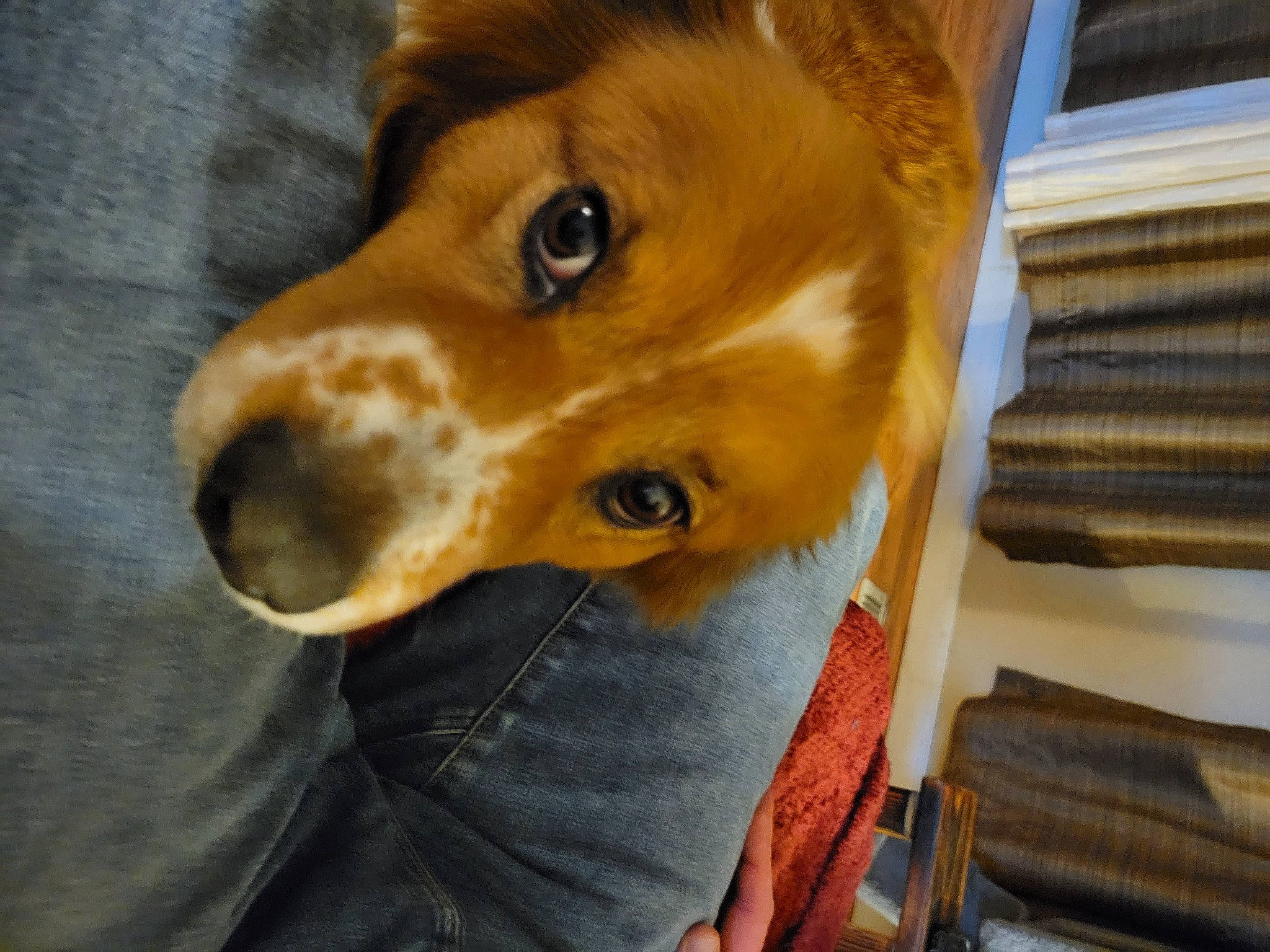 Jolene is registered to the contest to win money with this photo: ancient_dog_breeds, book, carnivore, companion_dog, dog, dog_breed, ear, fawn, fur, liver, snout, surfer_hair, terrestrial_animal, whiskers, wood, working_animal, working_dog