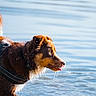 Una participe au concours pour gagner de l'argent avec cette photo : dog, water, wet_fur, harness, outdoor, animal, lake, ripples, sunlight, nature, pet, mammal, playful, canine, side_view, motion, tongue, dripping_water, summer, recreation