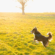 Una participe au concours pour gagner de l'argent avec cette photo : dog, grass, field, sunlight, tree, outdoor, animal, pet, running, jumping, nature, daylight, happy, fur, canine, leisure, playful, sunshine, landscape, spring