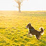 dog, grass, field, sunlight, tree, outdoor, animal, pet, running, jumping, nature, daylight, happy, fur, canine, leisure, playful, sunshine, landscape, spring