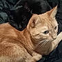 animal, black_cat, blanket, cat, closeup, companion, cozy, cute, domestic_animal, ears, eyes, feline, fur, ginger_cat, indoor, pet, resting, sleeping, snuggling, whiskers