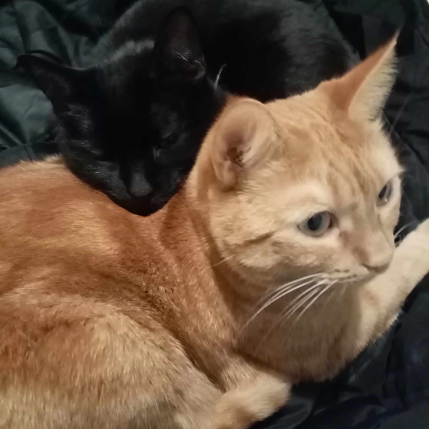Garfield a rejoint le concours — aidez-le/la à gagner de superbes lots ! animal, black_cat, blanket, cat, closeup, companion, cozy, cute, domestic_animal, ears, eyes, feline, fur, ginger_cat, indoor, pet, resting, sleeping, snuggling, whiskers