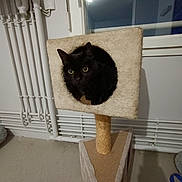 Baghera participe au concours pour gagner de l'argent avec cette photo : alert, animal, black_cat, carpet, cat, cat_condo, cozy, curious, cute, domestic_cat, furniture, home, indoor, looking, pet, pet_furniture, pipes, resting, room, window