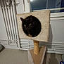 alert, animal, black_cat, carpet, cat, cat_condo, cozy, curious, cute, domestic_cat, furniture, home, indoor, looking, pet, pet_furniture, pipes, resting, room, window