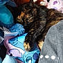 cat, tortoiseshell_cat, plush_toys, stuffed_animals, cushion, blue, pink, brown, yellow_eyes, resting, cozy, indoor, fabric, soft_toys, close_up, cute, pet, relaxed, animal, home