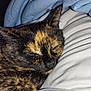 cat, tortoiseshell, sleeping, cozy, pillow, blanket, fur, closeup, resting, pet, animal, domestic, cute, indoor, soft, comfort, relaxation, whiskers, ears, nap