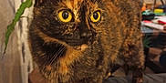 émadhit a rejoint le concours — aidez-le/la à gagner de superbes lots ! cat, tortoiseshell, yellow_eyes, indoor, plant, furniture, curious, pet, animal, close_up, domestic_cat, whiskers, tail, alert, fur, mammal, household, soft_lighting, portrait, standing