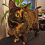 cat, tortoiseshell, yellow_eyes, indoor, plant, furniture, curious, pet, animal, close_up, domestic_cat, whiskers, tail, alert, fur, mammal, household, soft_lighting, portrait, standing