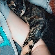 émadhit participe au concours pour gagner de l'argent avec cette photo : cat, tortoiseshell_cat, sleeping, hugging, arm, blanket, tattoo, indoor, cozy, resting, pet, animal, feline, paw, closeup, comfort, cute, soft, butterfly_filter, snuggling