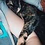 cat, tortoiseshell_cat, sleeping, hugging, arm, blanket, tattoo, indoor, cozy, resting, pet, animal, feline, paw, closeup, comfort, cute, soft, butterfly_filter, snuggling