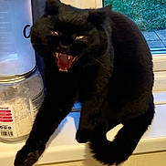 Luna joined the competition — help win amazing prizes! black_cat, cat, pet, animal, feline, teeth, mouth_open, windowsill, container, indoor, fur, whiskers, tail, grass, window, house, domestic, cute, expression, sharp_teeth