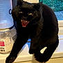 black_cat, cat, pet, animal, feline, teeth, mouth_open, windowsill, container, indoor, fur, whiskers, tail, grass, window, house, domestic, cute, expression, sharp_teeth