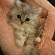 Kitty joined the competition — help win amazing prizes! kitten, cat, fluffy, silver_tabby, pet_bed, pink, soft, cute, animal, feline, young, cozy, indoor, paw, fur, resting, comfortable, close_up, adorable, domestic_cat