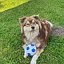 dog, grass, soccer_ball, outdoor, pet, animal, playing, paw, brown_fur, white_fur, fluffy, nature, greenery, summer, garden, cute, relaxed, adorable, toy, sunlight