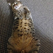 Buddy is registered to the contest to win money with this photo: cat, tabby, pet, animal, lying_down, carpet, fur, whiskers, cute, indoor, relaxed, paws, mammal, striped, domestic_cat, resting, feline, playful, closeup, adorable