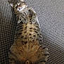 cat, tabby, pet, animal, lying_down, carpet, fur, whiskers, cute, indoor, relaxed, paws, mammal, striped, domestic_cat, resting, feline, playful, closeup, adorable