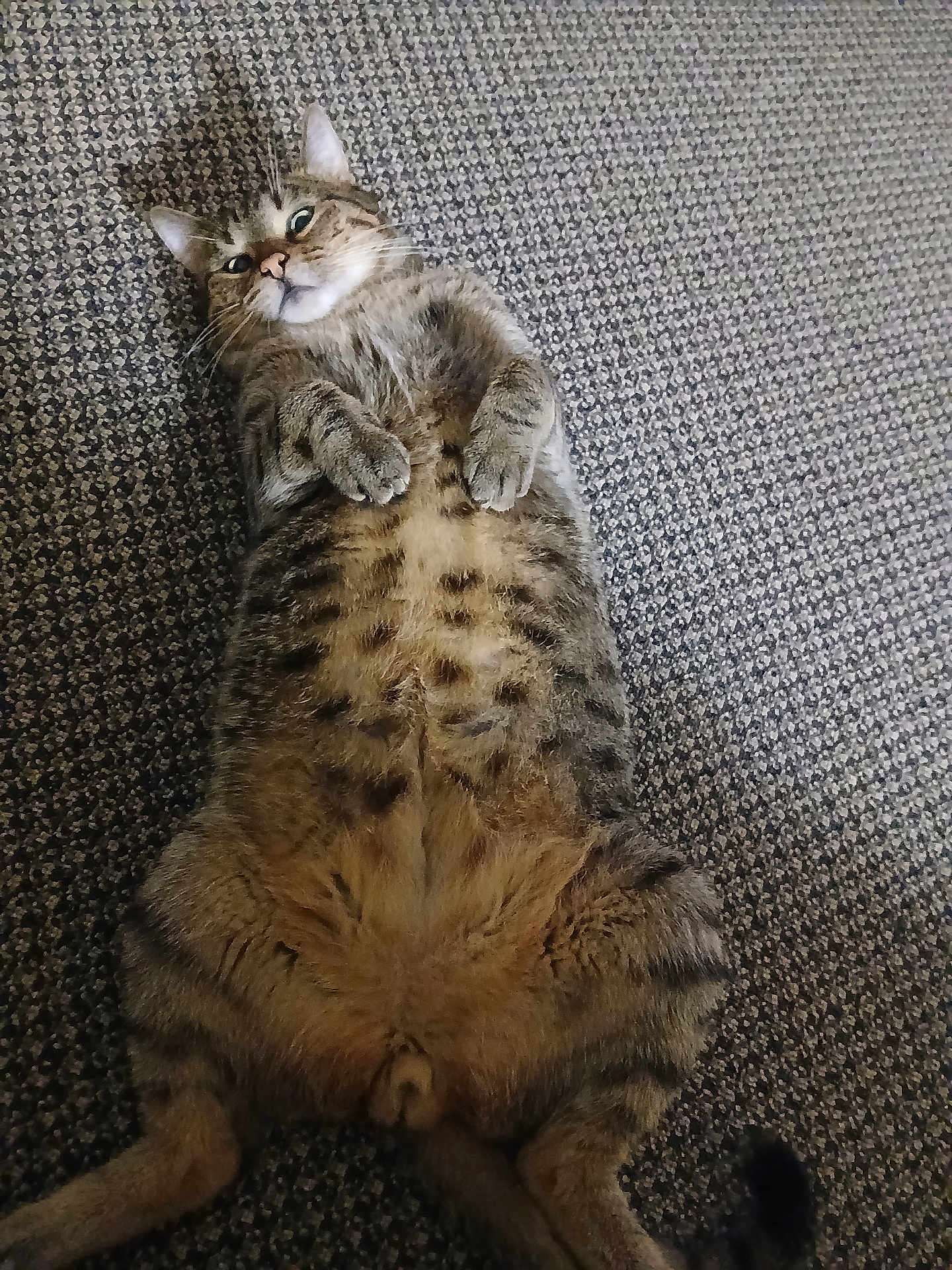 Buddy is registered to the contest to win money with this photo: cat, tabby, pet, animal, lying_down, carpet, fur, whiskers, cute, indoor, relaxed, paws, mammal, striped, domestic_cat, resting, feline, playful, closeup, adorable