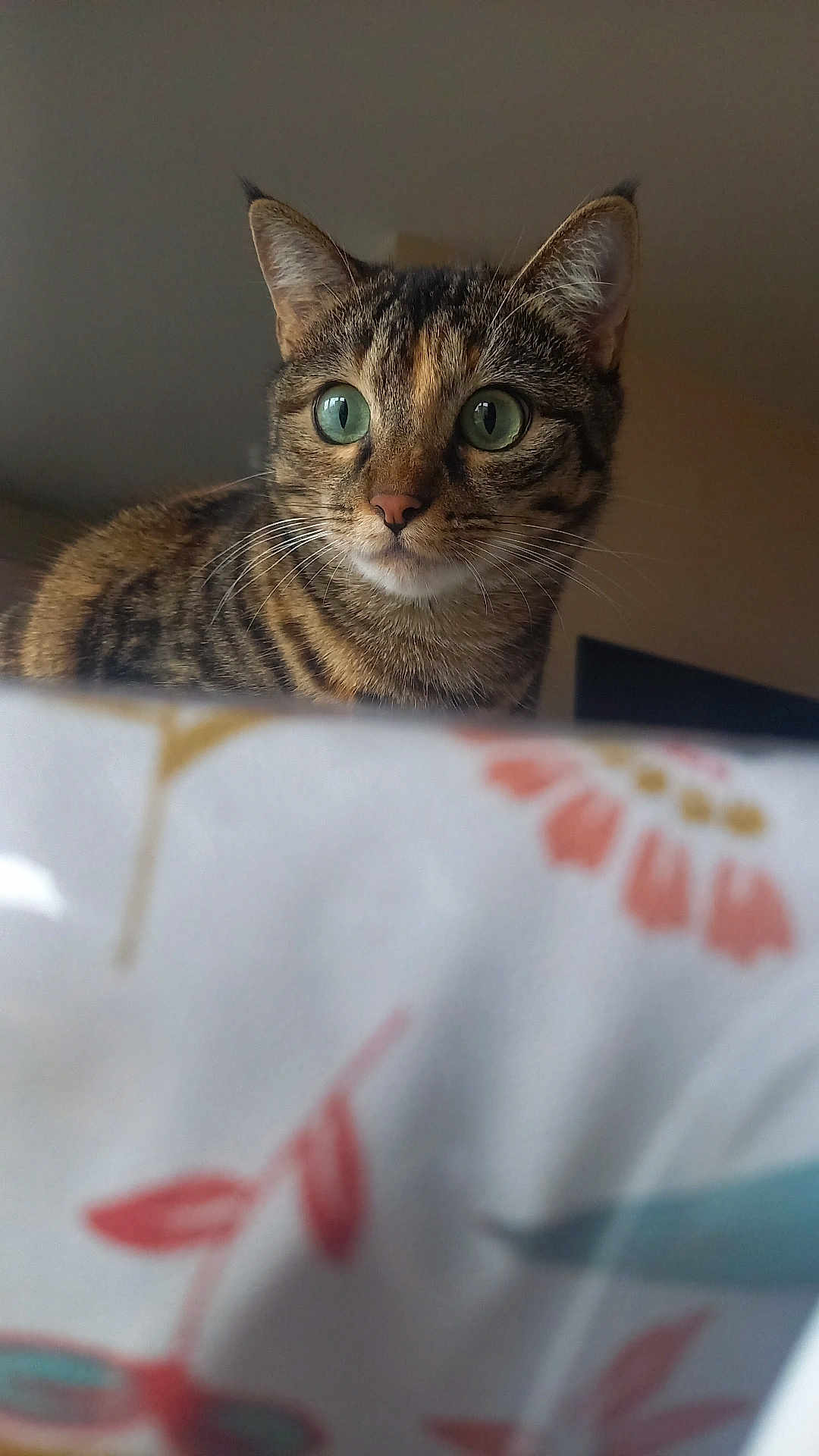 Félicie participe au concours pour gagner de l'argent avec cette photo : cat, tabby, green_eyes, whiskers, fur, indoor, bed, blanket, curious, pet, animal, close_up, mammal, feline, domestic_cat, ears, portrait, looking, soft_light, cute