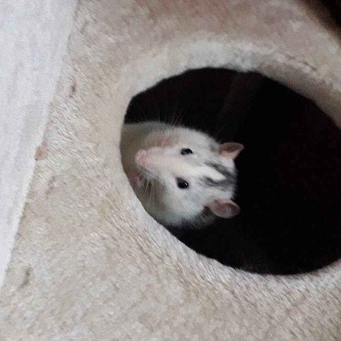 Bernard participe au concours pour gagner de l'argent avec cette photo : cat, chinchilla, fawn, gerbil, snout, whiskers