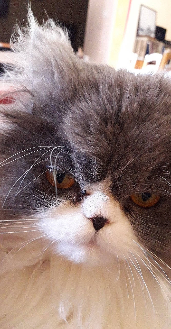 Oreo participe au concours pour gagner de l'argent avec cette photo : asian_semi_longhair, british_longhair, british_semi_longhair, carnivore, cat, close_up, domestic_long_haired_cat, eye, felidae, fur, mammal, munchkin, norwegian_forest_cat, nose, persian, ragamuffin, small_to_medium_sized_cats, snout, vertebrate, whiskers
