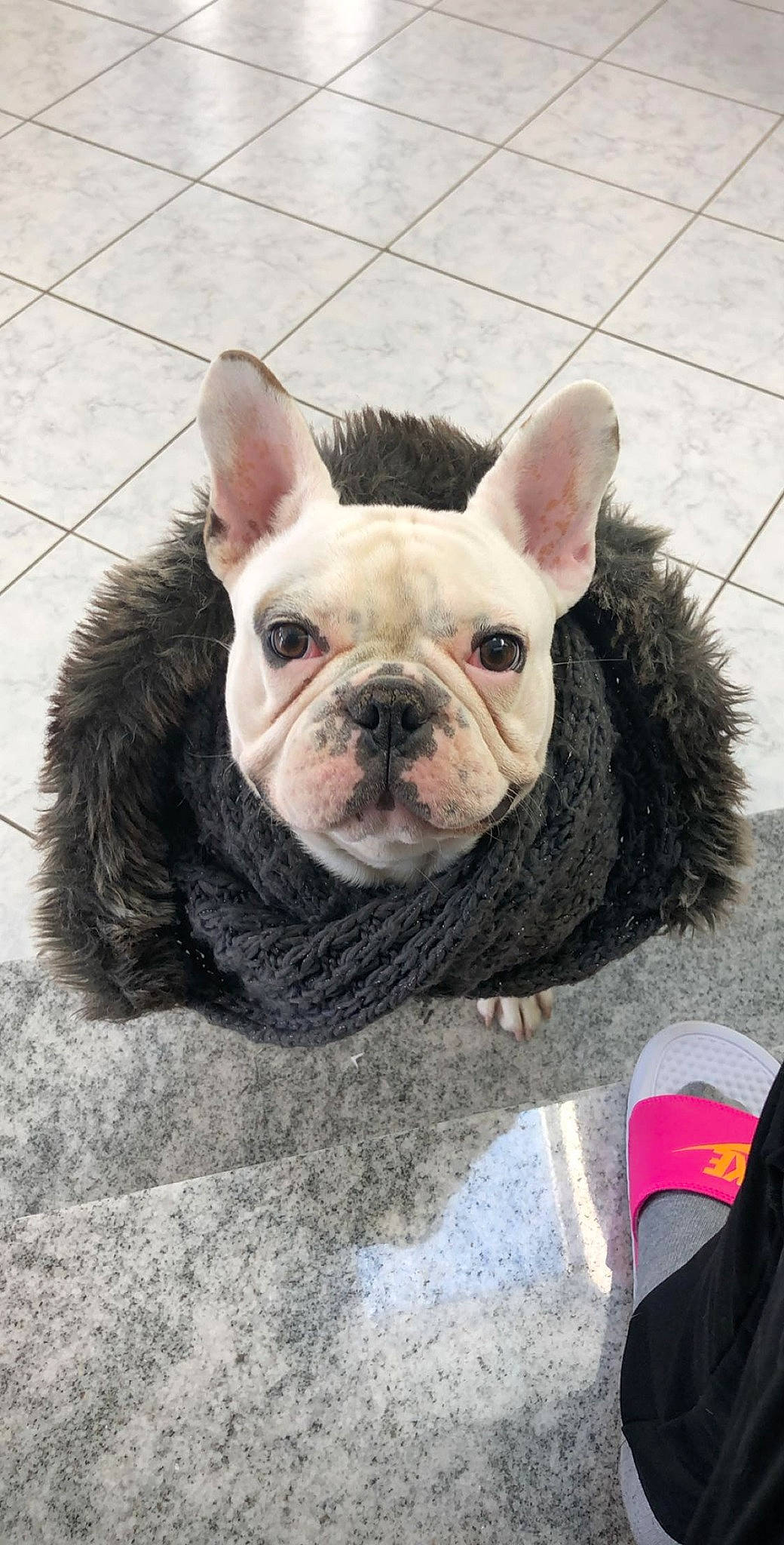 Opium a rejoint le concours — aidez-le/la à gagner de superbes lots ! ancient_dog_breeds, boston_terrier, bulldog, canidae, carnivore, companion_dog, dog, dog_breed, fawn, french_bulldog, mammal, non_sporting_group, old_english_bulldog, olde_english_bulldogge, puppy, rare_breed_dog, skin, snout, toy_bulldog, vertebrate