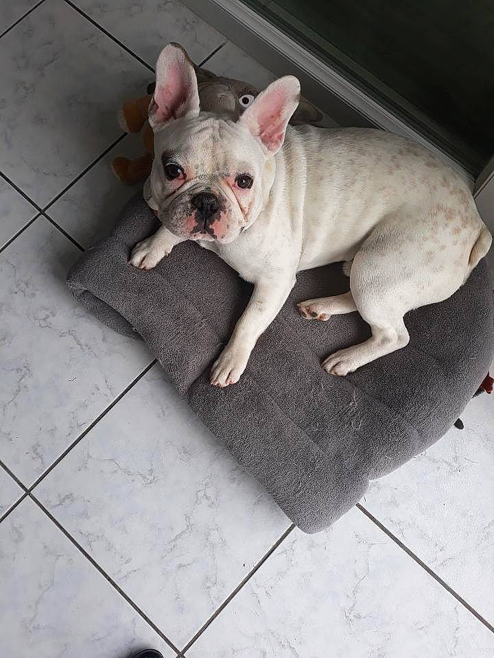 Opium a rejoint le concours — aidez-le/la à gagner de superbes lots ! american_bulldog, bulldog, canidae, carnivore, companion_dog, dog, dog_breed, ear, fawn, french_bulldog, mammal, molosser, non_sporting_group, puppy, rare_breed_dog, skin, snout, toy_bulldog, vertebrate