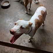 Moose joined the competition — help win amazing prizes! dog, animal, indoor, concrete_floor, panting, white_dog, brown_dog, pet, collar, floor, bowl, footwear, sandals, blur, tail, canine, domestic_animal, two_dogs, happy, tongue_out
