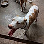 dog, animal, indoor, concrete_floor, panting, white_dog, brown_dog, pet, collar, floor, bowl, footwear, sandals, blur, tail, canine, domestic_animal, two_dogs, happy, tongue_out