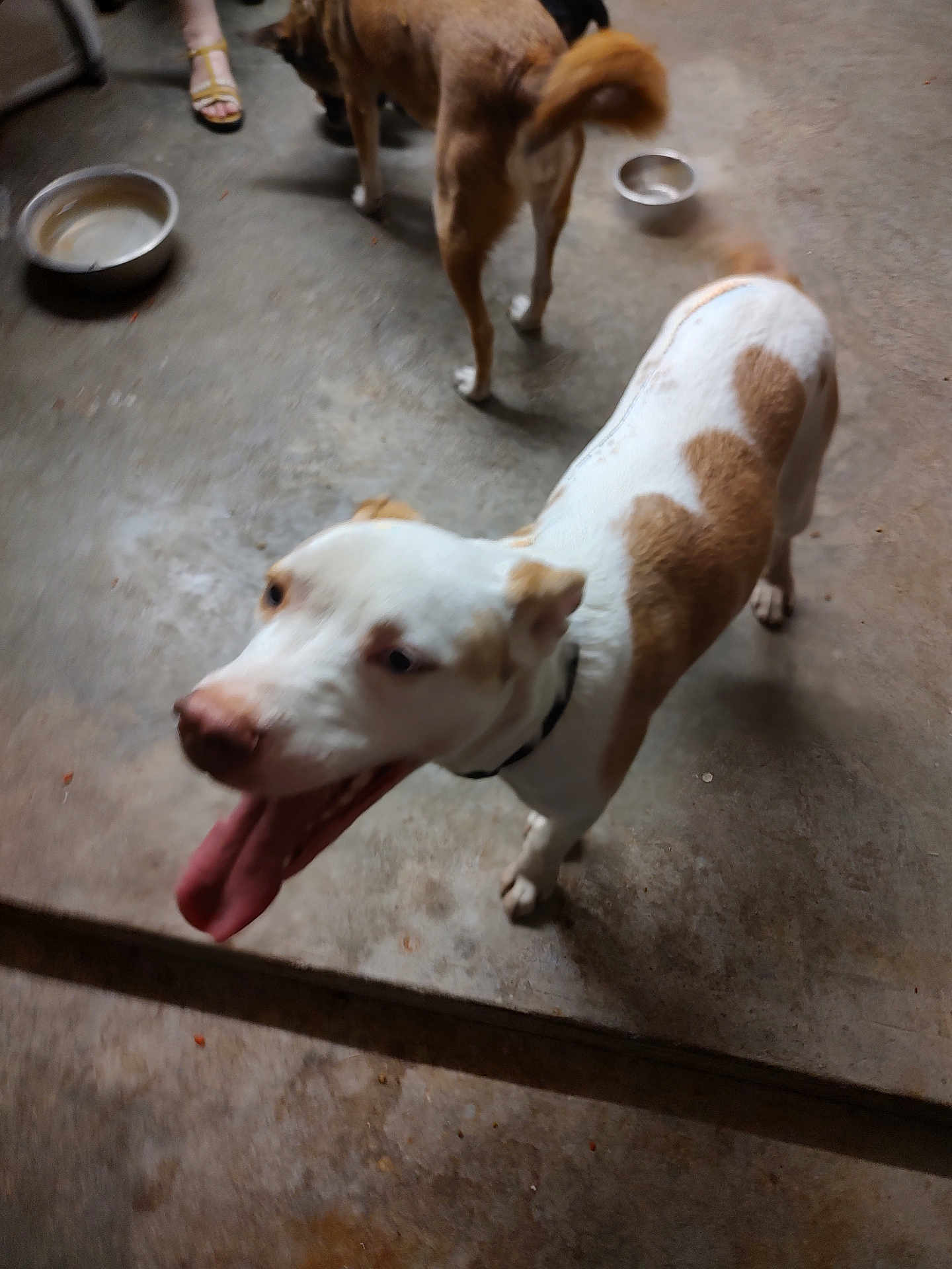 Moose joined the competition — help win amazing prizes! dog, animal, indoor, concrete_floor, panting, white_dog, brown_dog, pet, collar, floor, bowl, footwear, sandals, blur, tail, canine, domestic_animal, two_dogs, happy, tongue_out