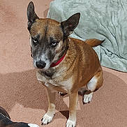 Sky is registered to the contest to win money with this photo: dog, brown, white, blue_eyes, red_collar, carpet, blanket, indoor, pet, sitting, looking_up, fur, ears, tail, animal, canine, floor, expression, domestic, companion