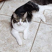 Misty is registered to the contest to win money with this photo: animal, black, cabinet, cat, curious, cute, domestic, feline, floor, fur, home, indoor, kitchen, laying, pet, relaxed, tile, whiskers, white, yellow_eyes