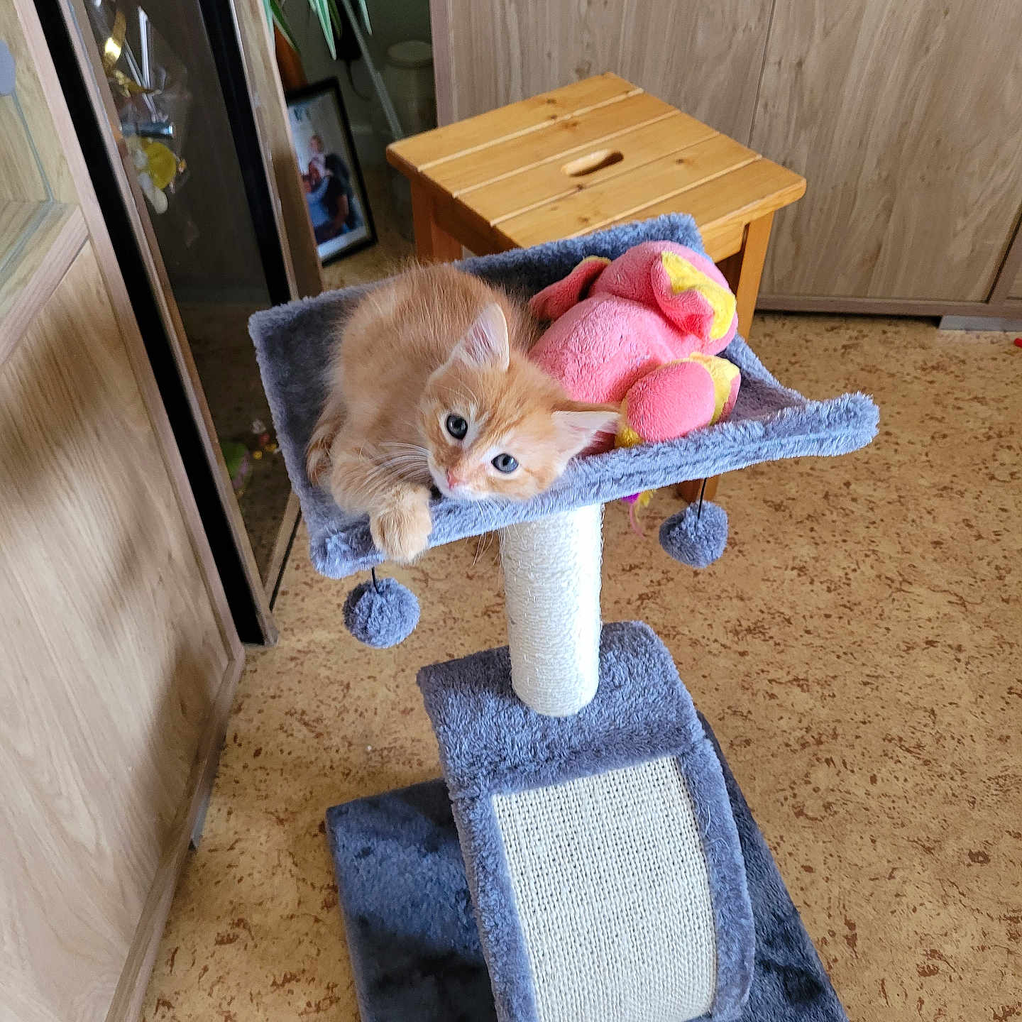 Minou